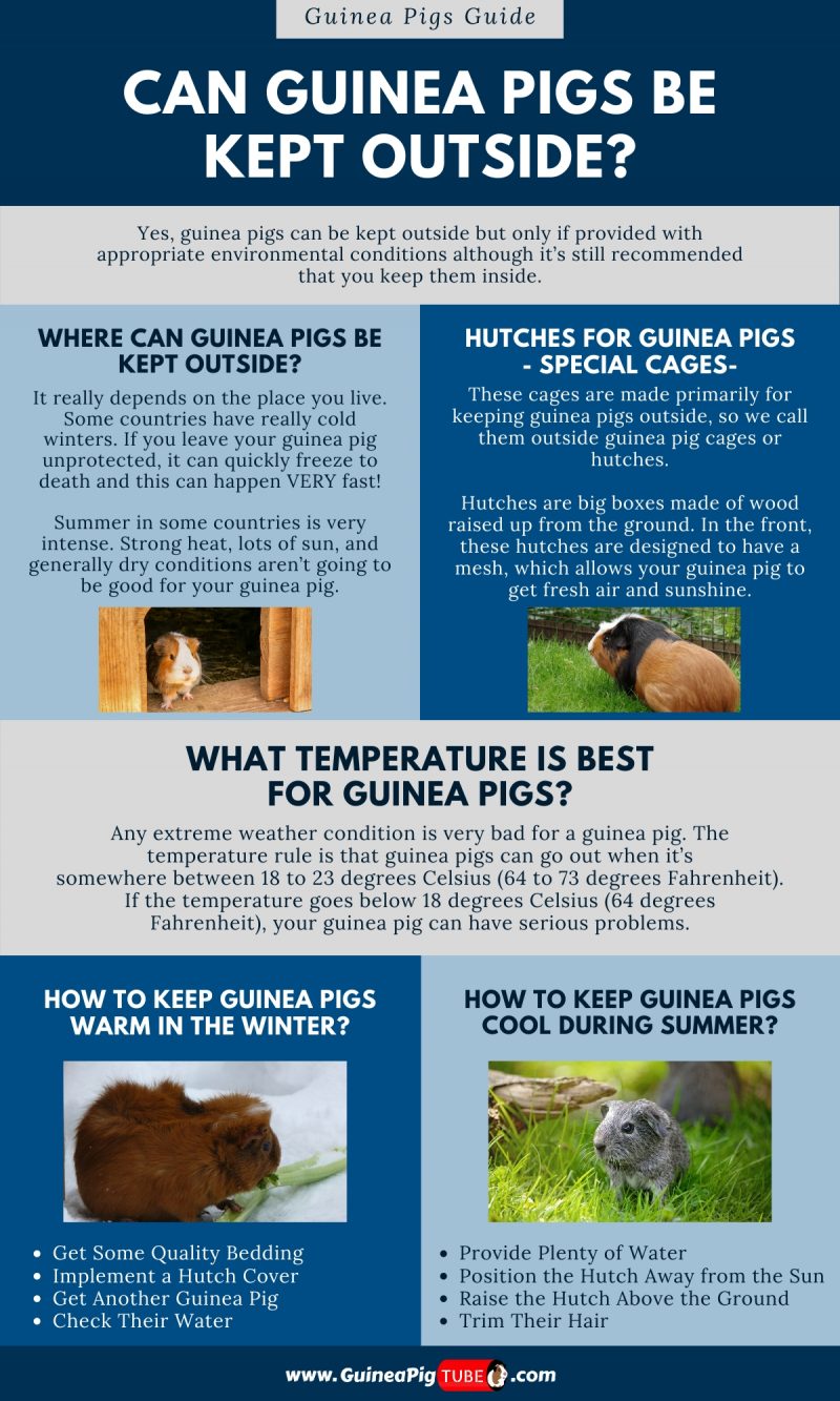 Can Guinea Pigs Be Kept Outside1