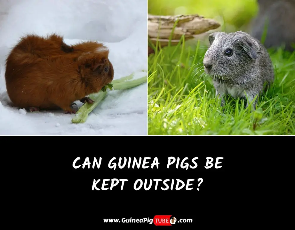 Can Guinea Pigs Be Kept Outside? Equipment And Guide Guinea Pig Tube