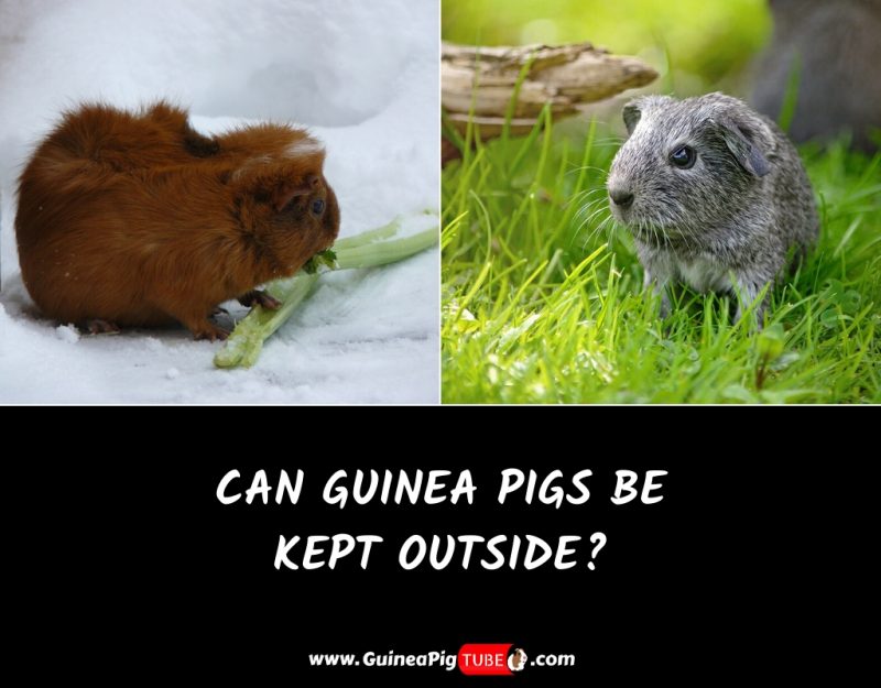 Can Guinea Pigs Be Kept Outside_