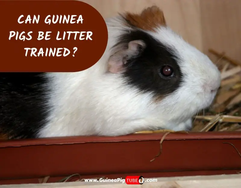 Can Guinea Pigs Be Litter Trained_
