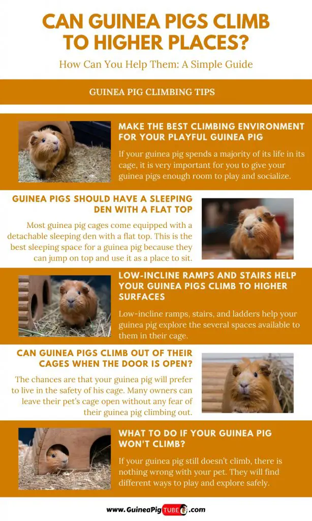 Can Guinea Pigs Climb To Higher Places1