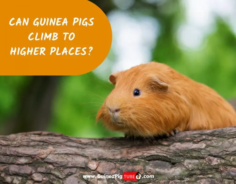 Can Guinea Pigs Climb to Higher Places_
