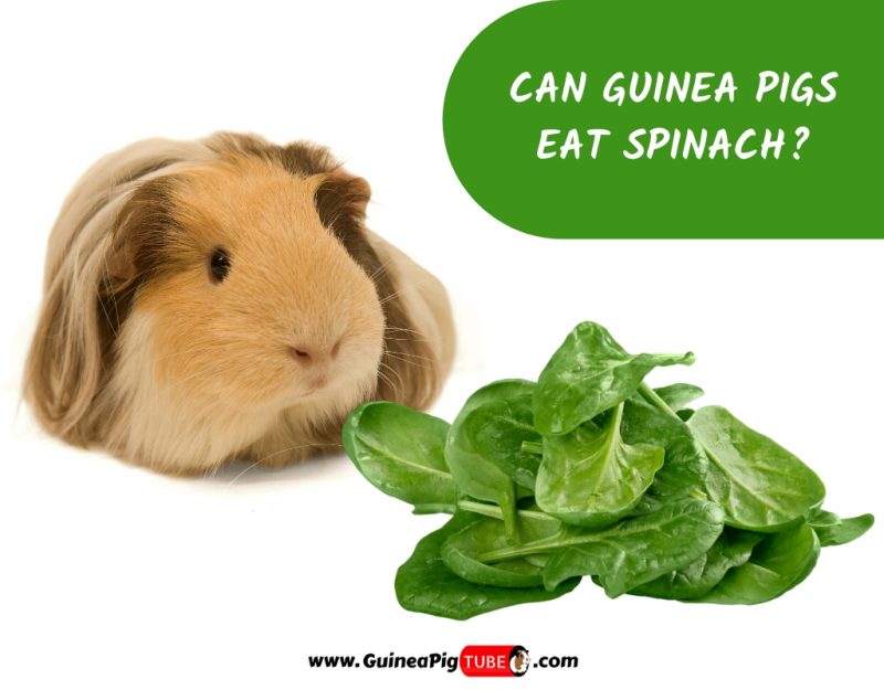 Can Guinea Pigs Eat Spinach