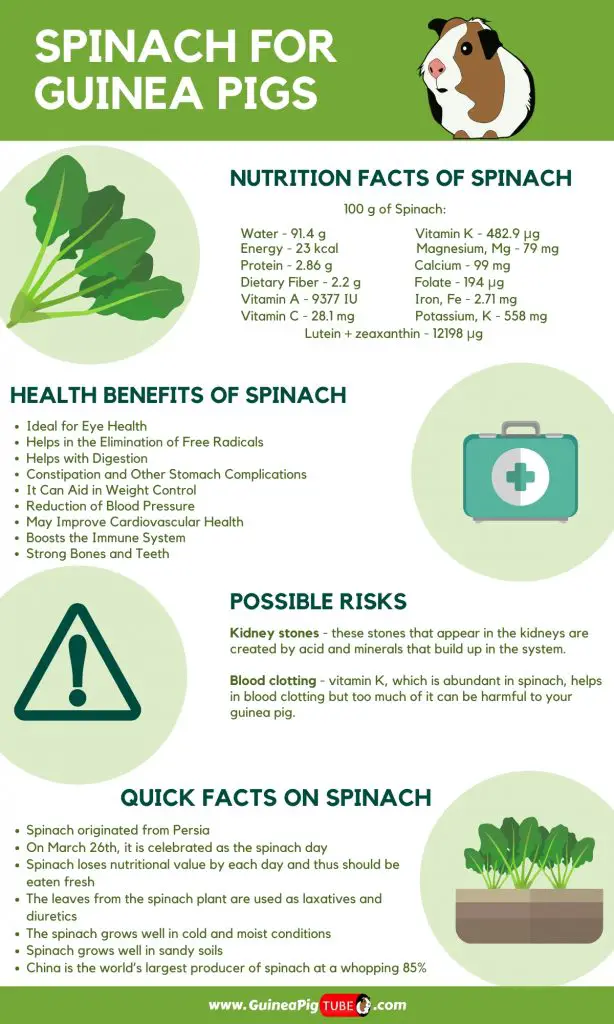 Can Guinea Pigs Eat Spinach2