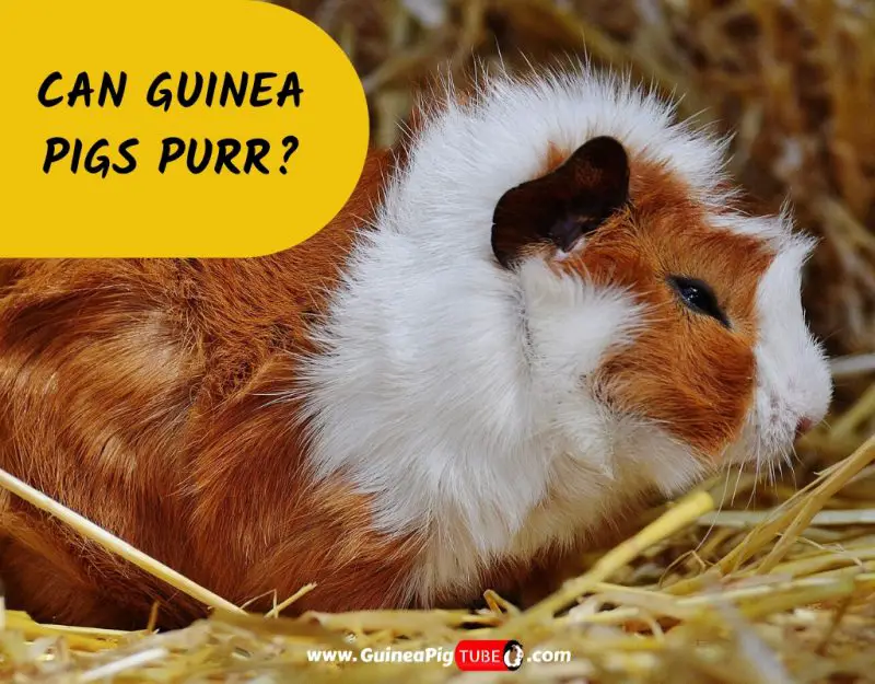 Can Guinea Pigs Purr_