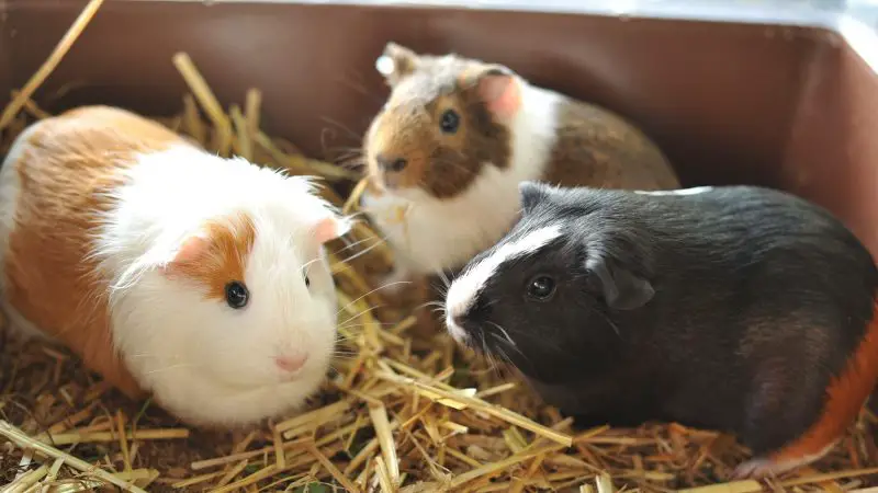 Consider Getting a Bigger Guinea Pig Cage