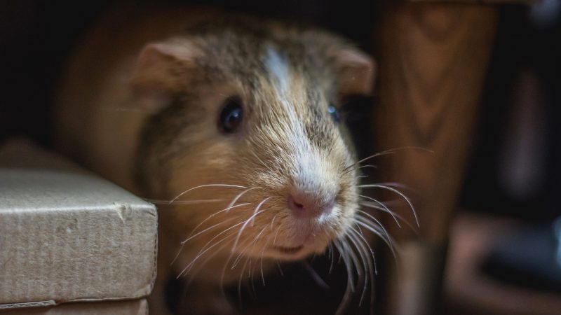 Decide Where to Place a guinea pig Litter Box