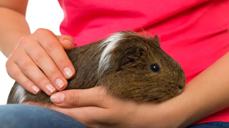 Different Types of Guinea Pig Purring
