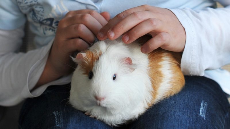 Do Guinea Pigs Love to Be Petted or Tickled