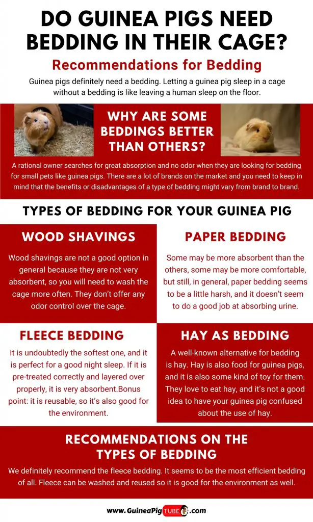 Do Guinea Pigs Need Bedding in Their Cage1