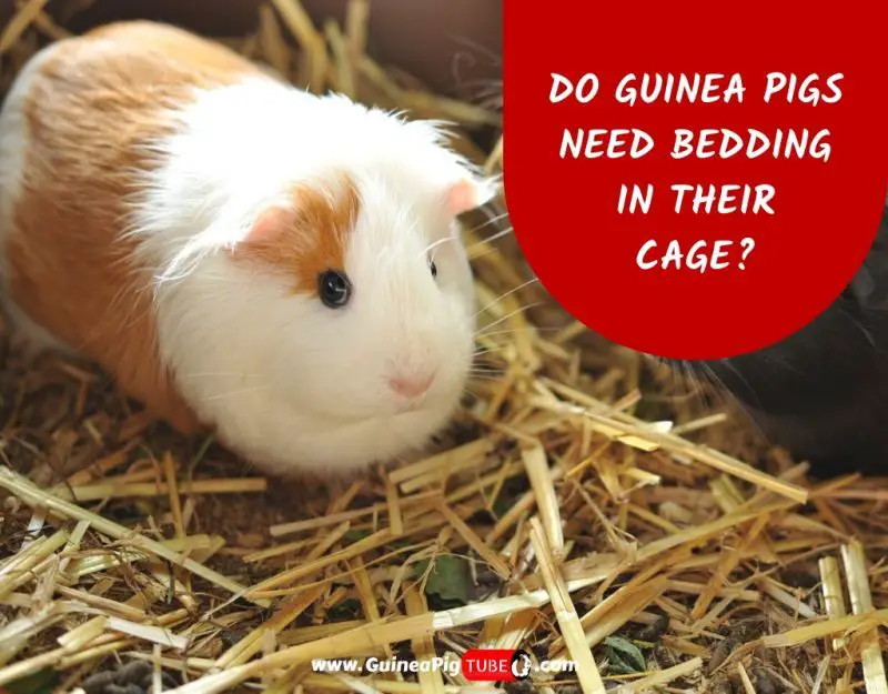 Do Guinea Pigs Need Bedding in Their Cage_