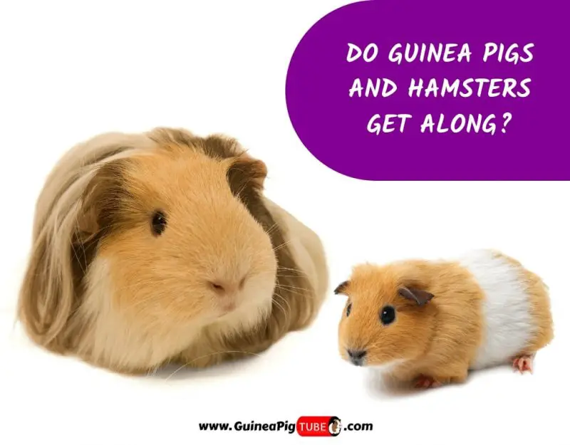 Do Guinea Pigs and Hamsters Get Along_