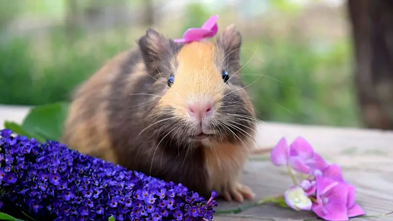 Female Guinea Pig