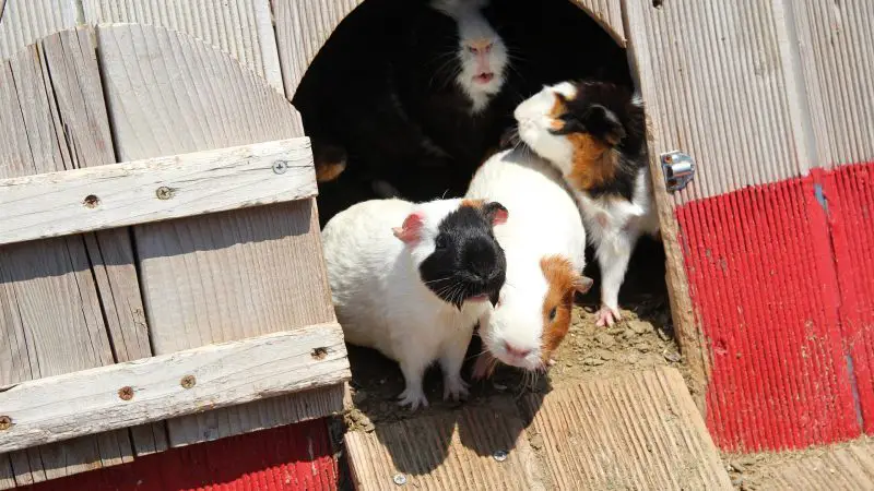 Guinea Pigs Climb out of Their Cages