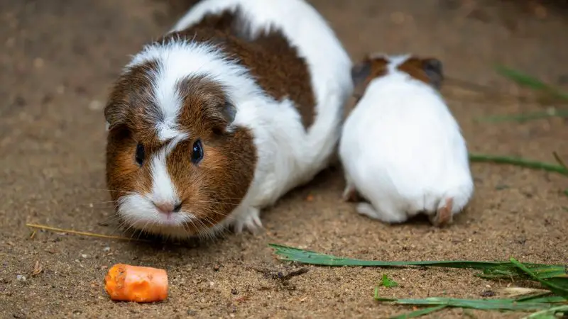 Guinea Pigs Eat Carrots