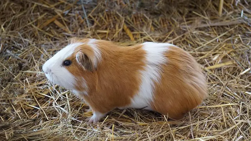 Hay Bedding for Guinea Pigs