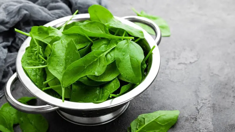 Healthy Alternatives to Spinach in Guinea Pig’s Diet