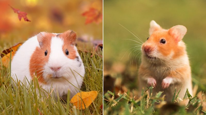 How Are Guinea Pigs and Hamsters Similar