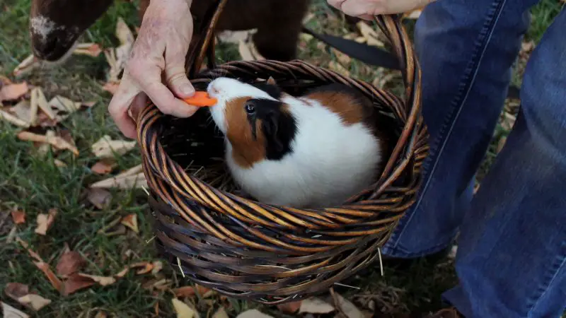 How Often Should Guinea Pigs Eat Carrots