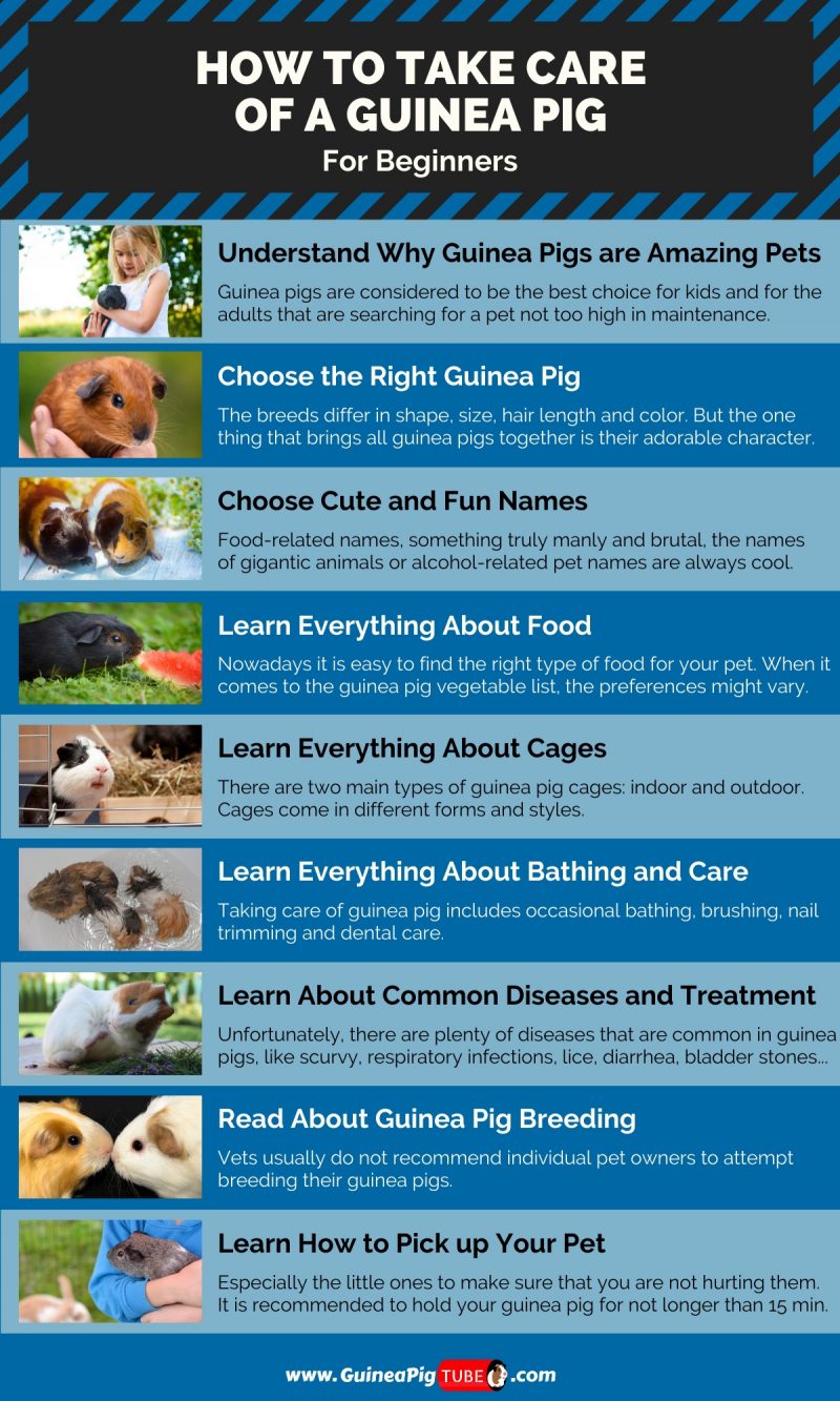 How To Take Care Of A Guinea Pig For Beginners