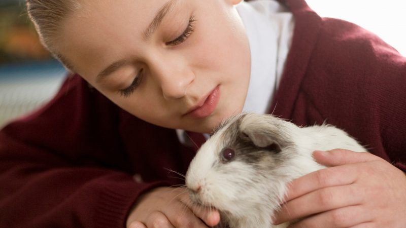 How to Pet a Guinea Pig