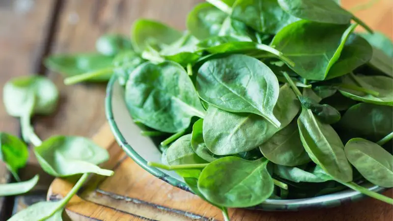 Is Spinach Good for Guinea Pigs