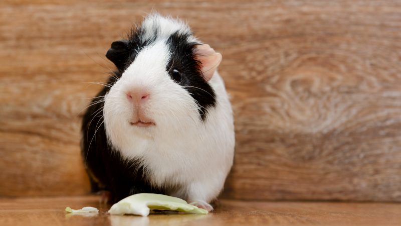 Male Guinea Pig