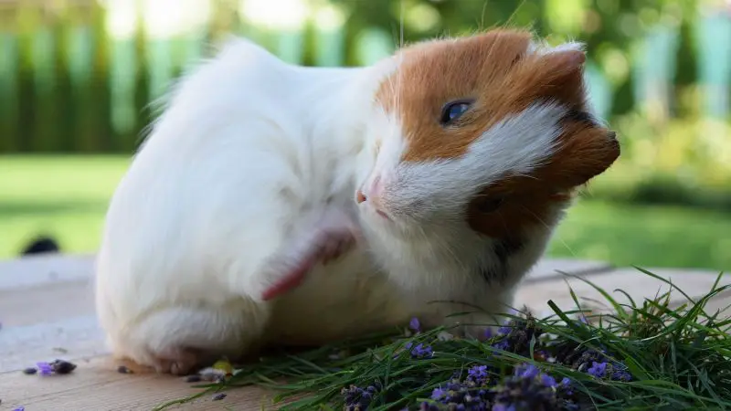 Mites and Parasites in Guinea Pigs