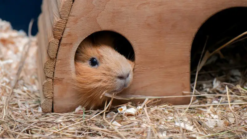 Noise Pollution scared Guinea Pig