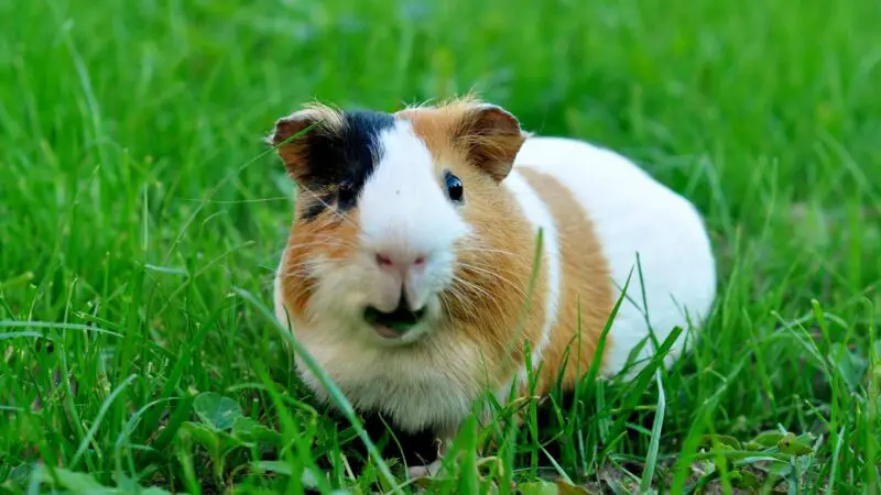 Other Sounds That Guinea Pigs Make