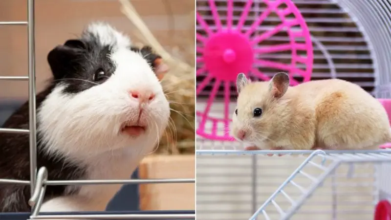 The Differences Between Guinea Pigs and Hamsters That Make Them Incompatible for Sharing a Cage