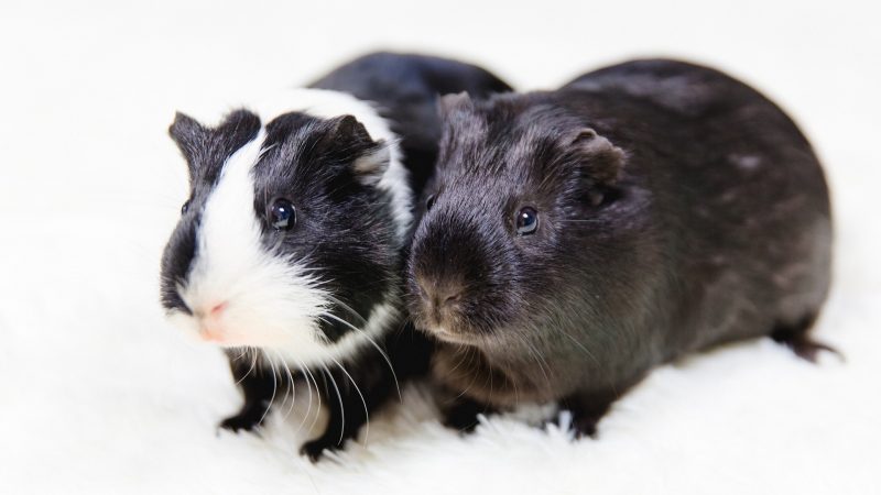 The General Characteristics of Guinea Pigs