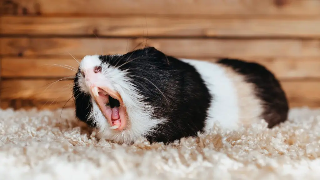The Guinea Pig Is Feeling Pain