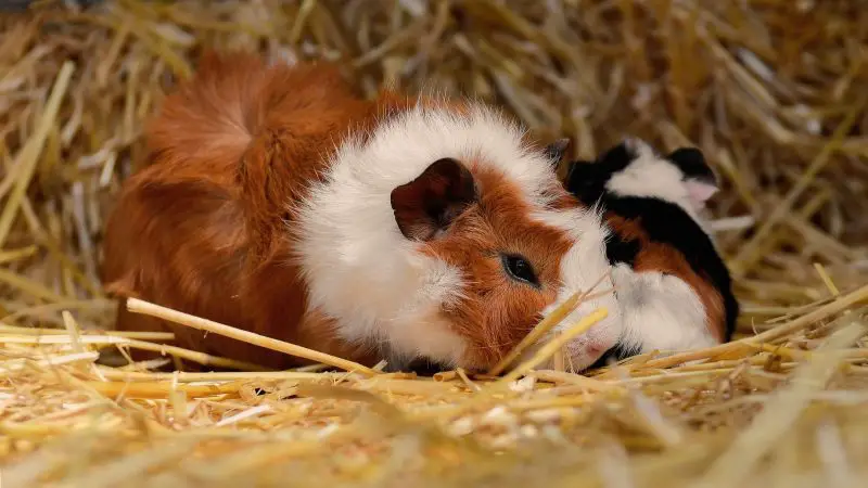 The Guinea Pig Just Wants to Be Left Alone