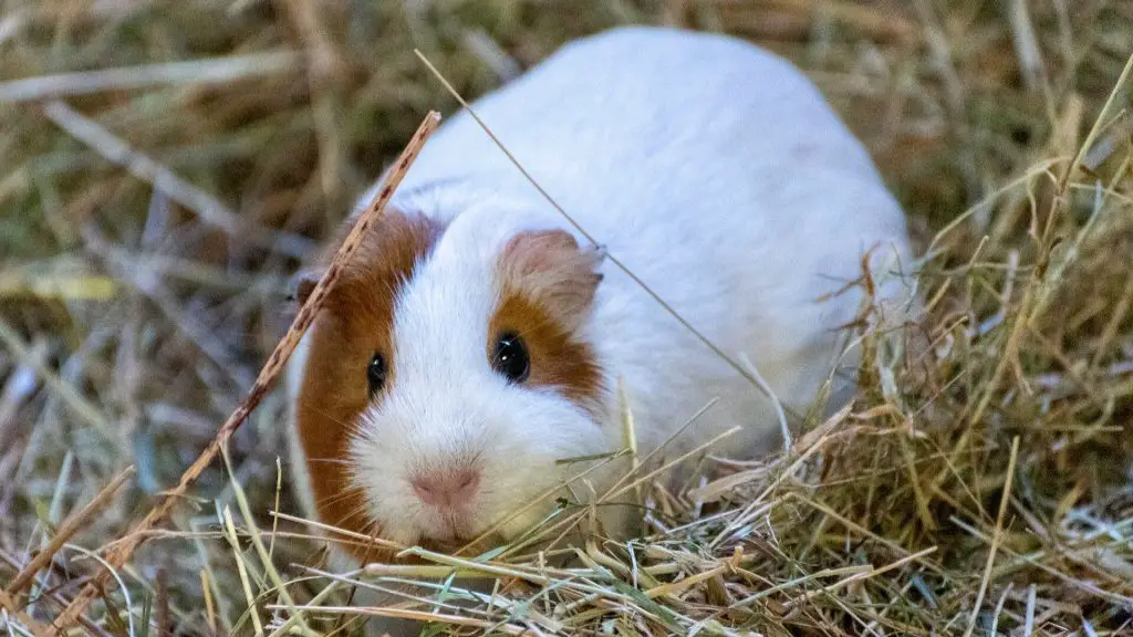 Use Hay