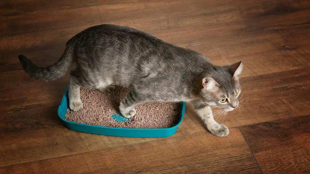 Using a Cat Litter