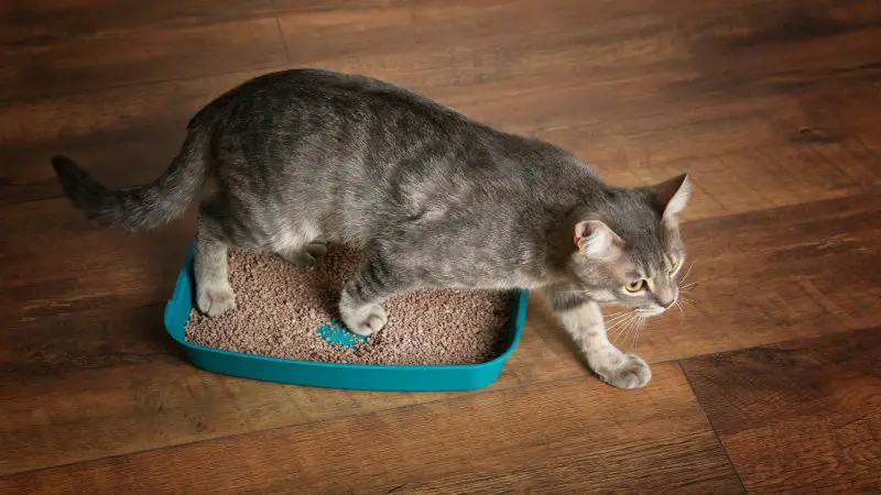 Using a Cat Litter