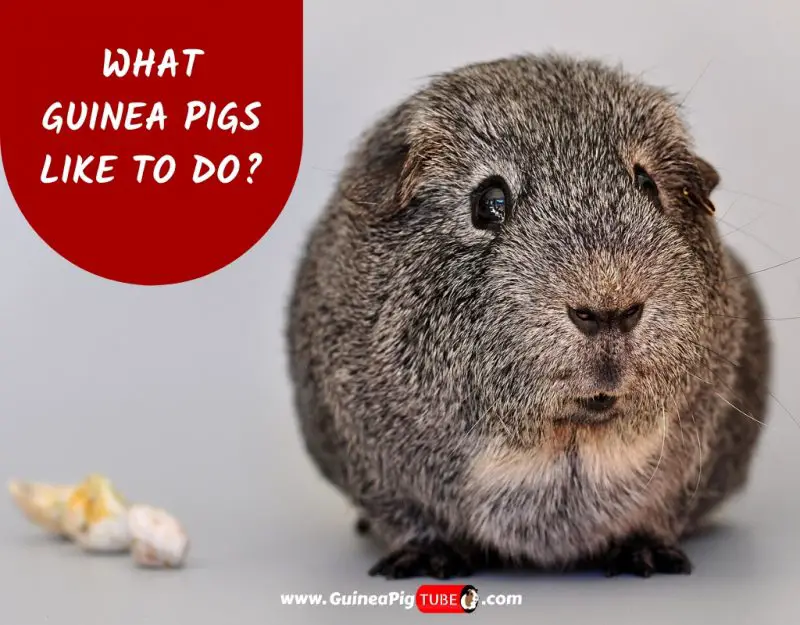 What Guinea Pigs Like To Do