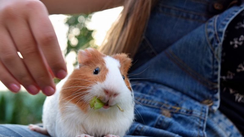 What If a Guinea Pig Doesn’t Want to Be Petted or Tickled