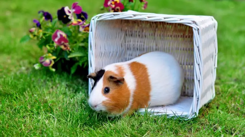 What Is the Best Guinea Pig Outside Cage