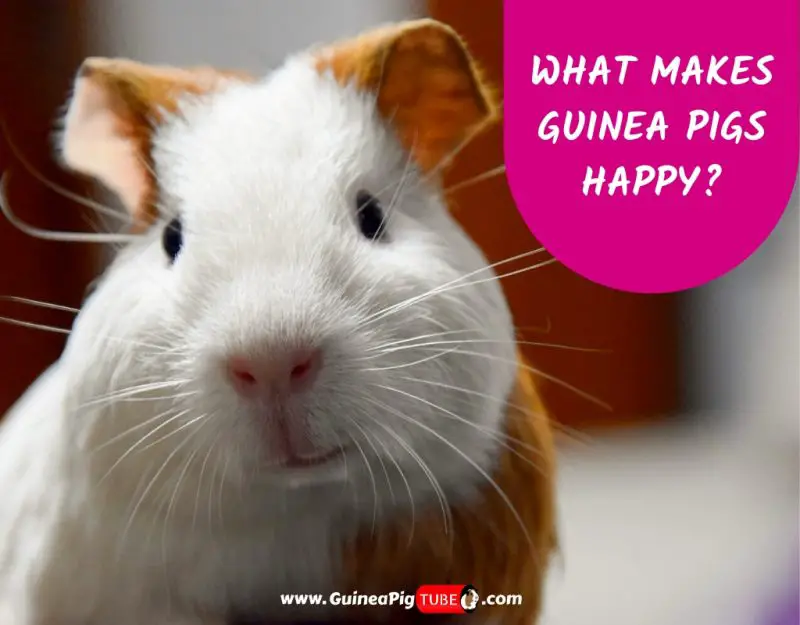 What Makes Guinea Pigs Happy_
