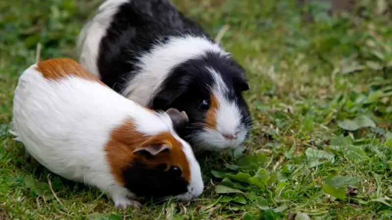 What Should You Do If Your Guinea Pig Bites Another Guinea Pig