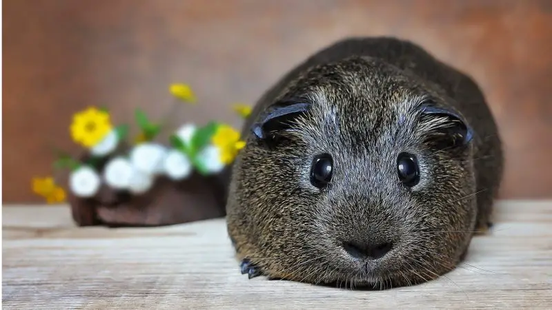 What Sounds Do Guinea Pigs Make When Sick or in Pain