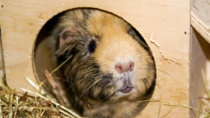 What to Avoid When Litter-Training Your Guinea Pig