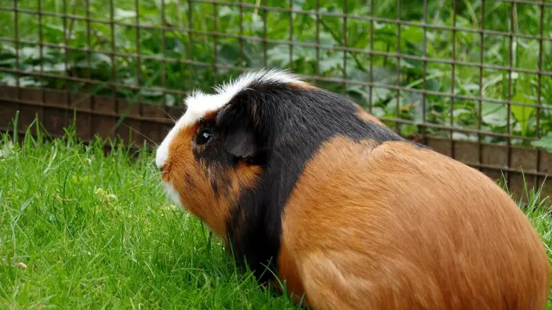 Where Can Guinea Pigs Be Kept Outside