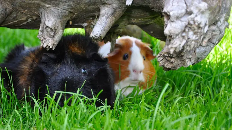 Which Guinea Pig Gender Is Better