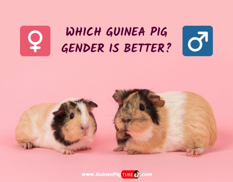 how to tell if a guinea pig is a male or female
