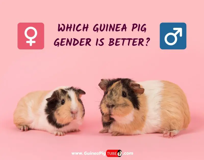 Which Guinea Pig Gender Is Better 