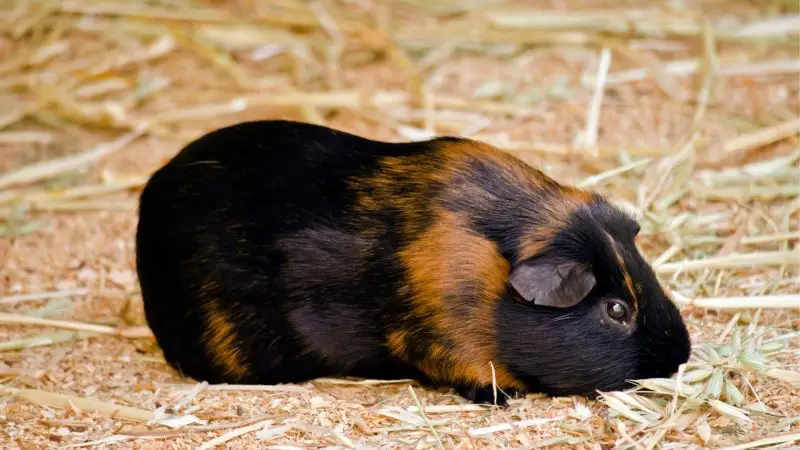 Why Do Guinea Pig Needs Bedding