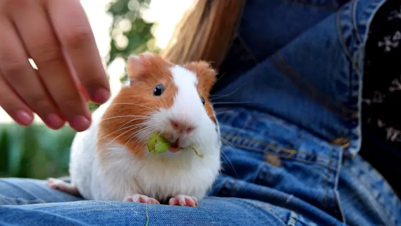 Your Guinea Pig Has Mistaken You for Food